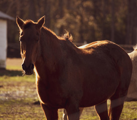 Naklejka premium Horses in the FIeld