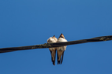 l'oiseau sur le fil © enzogialo