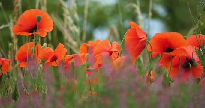 Field of red poppies and common fumitory, drug fumitory or earth smoke, occitanie, France