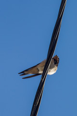 l'oiseau sur le fil © enzogialo