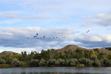 Geese over Billings, Montana