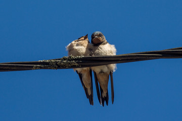 l'oiseau sur le fil © enzogialo