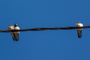 COIMBRA PORTUGAL © enzogialo