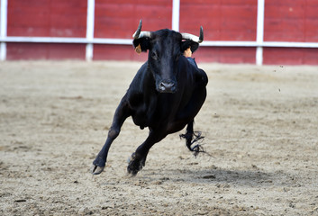 un toro español con  grandes cuernos