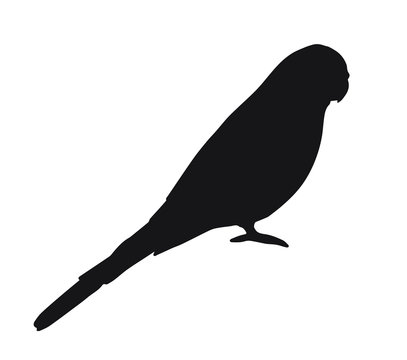 Vector black budgie parrot silhouette isolated on white background