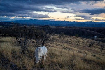Free range cow grazing Arizona desert grass under blue sunset