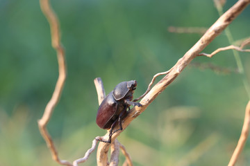 Beetle insect perched on a dry branch with green nature background.