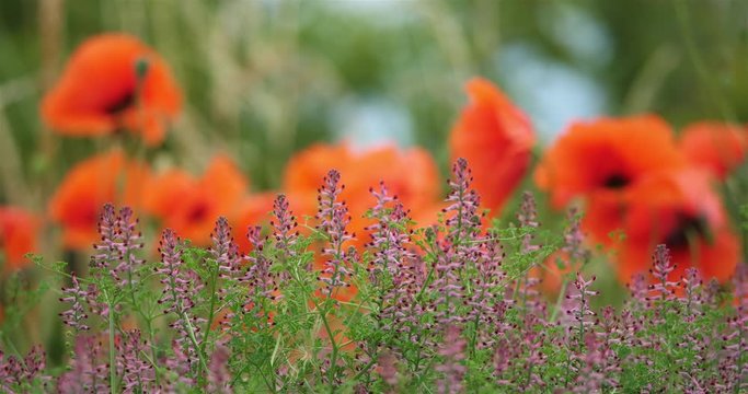 Field of red poppies and common fumitory, drug fumitory or earth smoke, occitanie, France