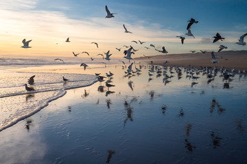 Sunset on the beach and flock of flying birds reflected in the surface of the water