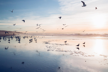 California beach sunset and flock of flying seagulls
