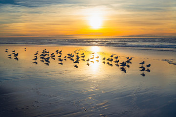 Naklejka premium Sunset on the beach and silhouette of seagulls 