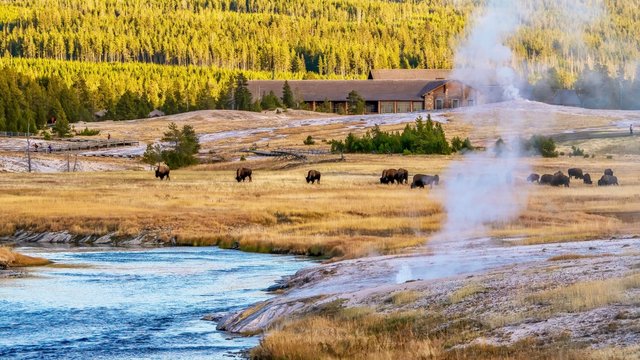 The Upper Geyser Basin at Yellowstone National Park, with herds of bison near the Old Faithful Inn, steaming hotsprings, and pedestrian boardwalk.