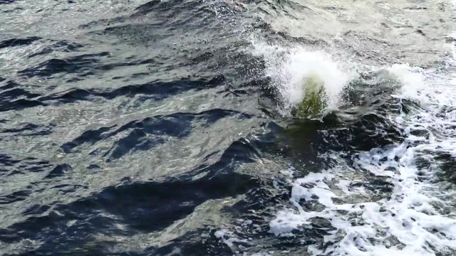Dolphin jump over the river with boat