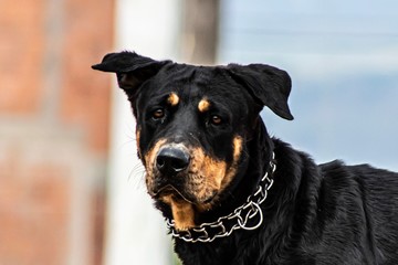Lindo perro
