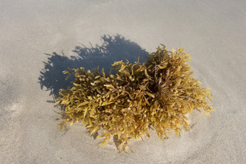 seagrass