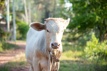 A close up of the calf in the farm