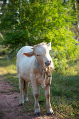 Naklejka na ściany i meble The calf stand in the farm.