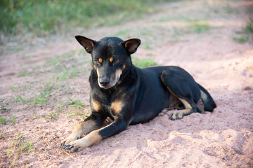 A black dog lying on the ground