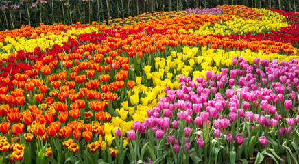 Colorful tulip flowers garden, orange yellow pink and red