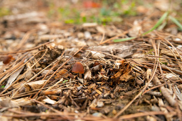 
Small fungus camouflaged in ground cover