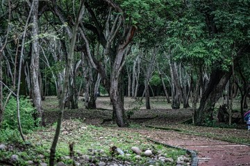 Bosque abandonado