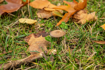  Small brown mushroom among autumn leaves in the lawn