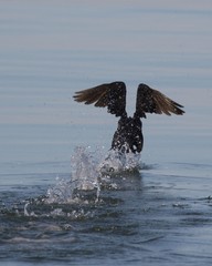 Obraz premium Double-crested Cormorant water takeoff