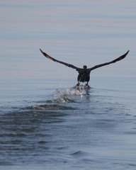 Double-crested Cormorant water takeoff