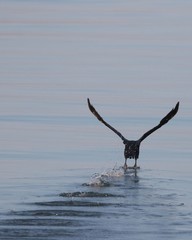 Double-crested Cormorant water takeoff