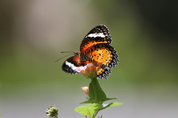 butterfly on a flower