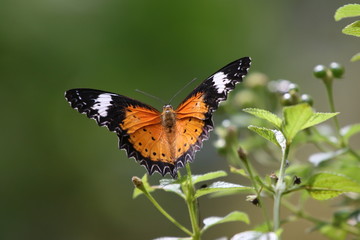 butterfly on flower