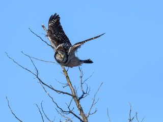 Northern Hawk Owl Takes Off from the  Tree on Blue Sky