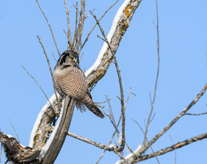 Northern Hawk Owl Perched in the Tree against Blue Sky in Winter