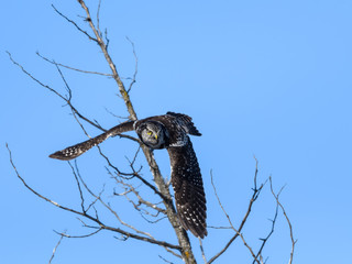 Northern Hawk Owl Takes Off from the  Tree on Blue Sky
