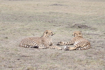 Cheetah brothers relaxing
