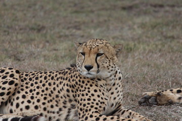 Cheetah chillin'