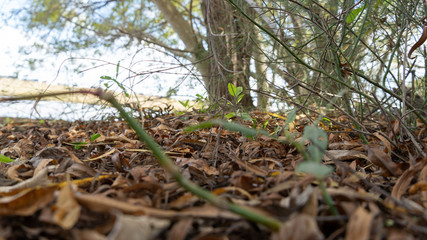 dried leaf