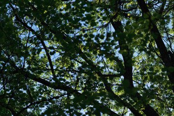 Shot looking up at a sunny, green canopy through shaded branches