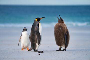 ペンギン サウンダース島 © Earth theater