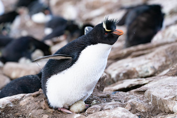 Fototapeta premium ペンギン サウンダース島