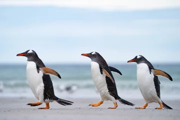 Keuken spatwand met foto Pinguïns Sounders Island © Earth theater