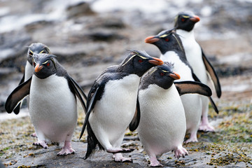 ペンギン サウンダース島
