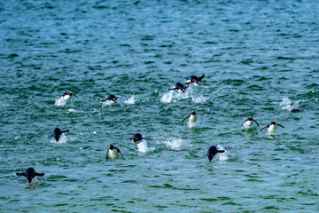 ペンギン サウンダース島