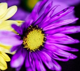 Purple and Yellow Daisies