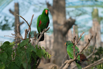 green parrots