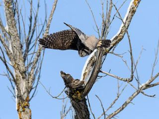 Northern Hawk Owl Takes Off from the  Tree on Blue Sky