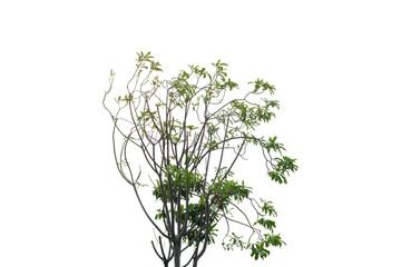 Leaves and large green trees on a white background . Nature concept