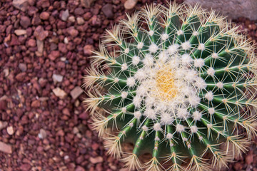 Golden barrel cactus (Echinocactus grusonii) cluster, top view close-up