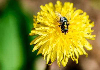 Fly on yellow dandelion flower