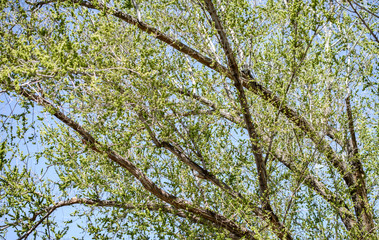 Obraz premium tree in spring